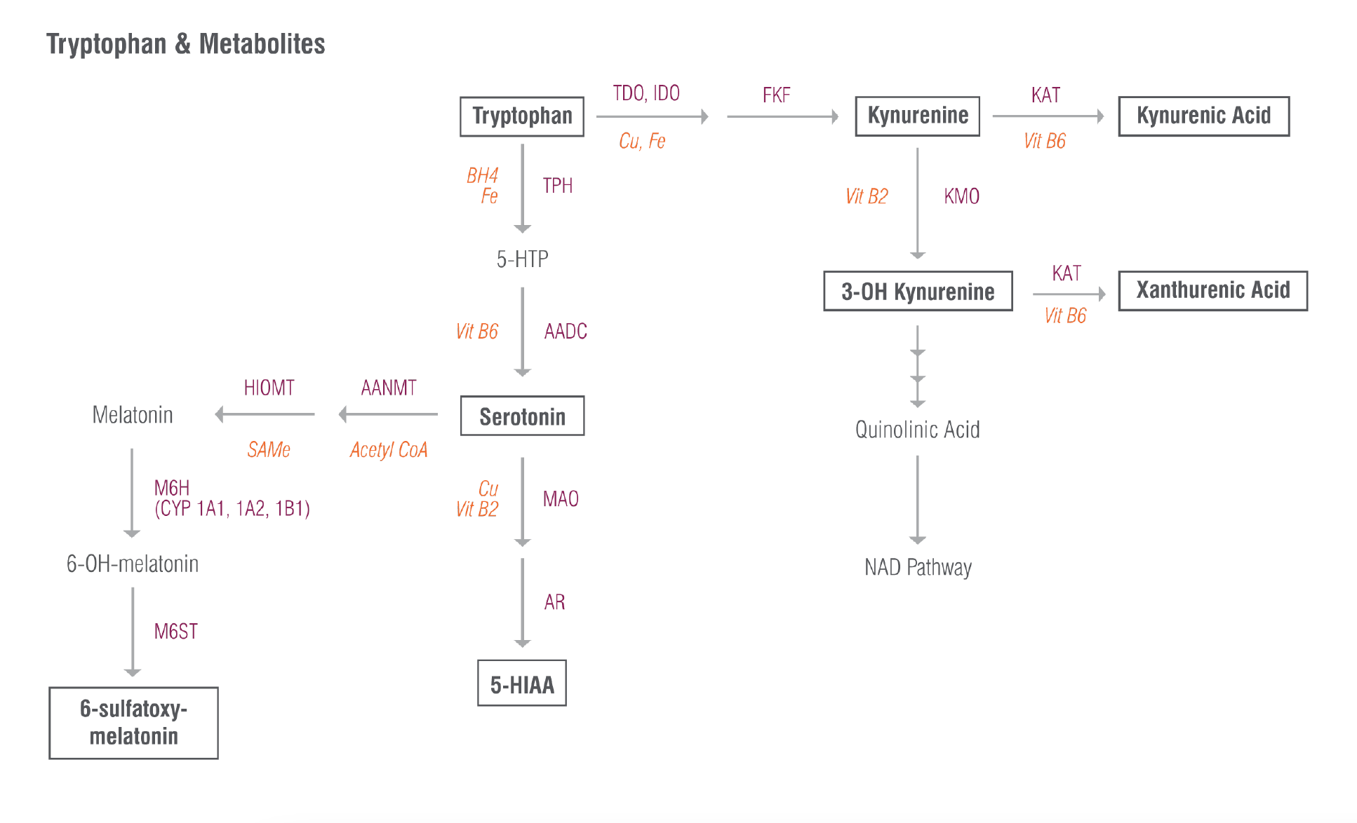 Tryptotan and Metabolites